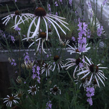 Load image into Gallery viewer, Echinacea Sanguinea, Sanguine Purple Coneflower
