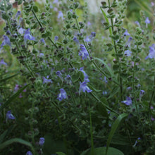 Load image into Gallery viewer, Scutellaria Ovata, Heart leaf Skullcap
