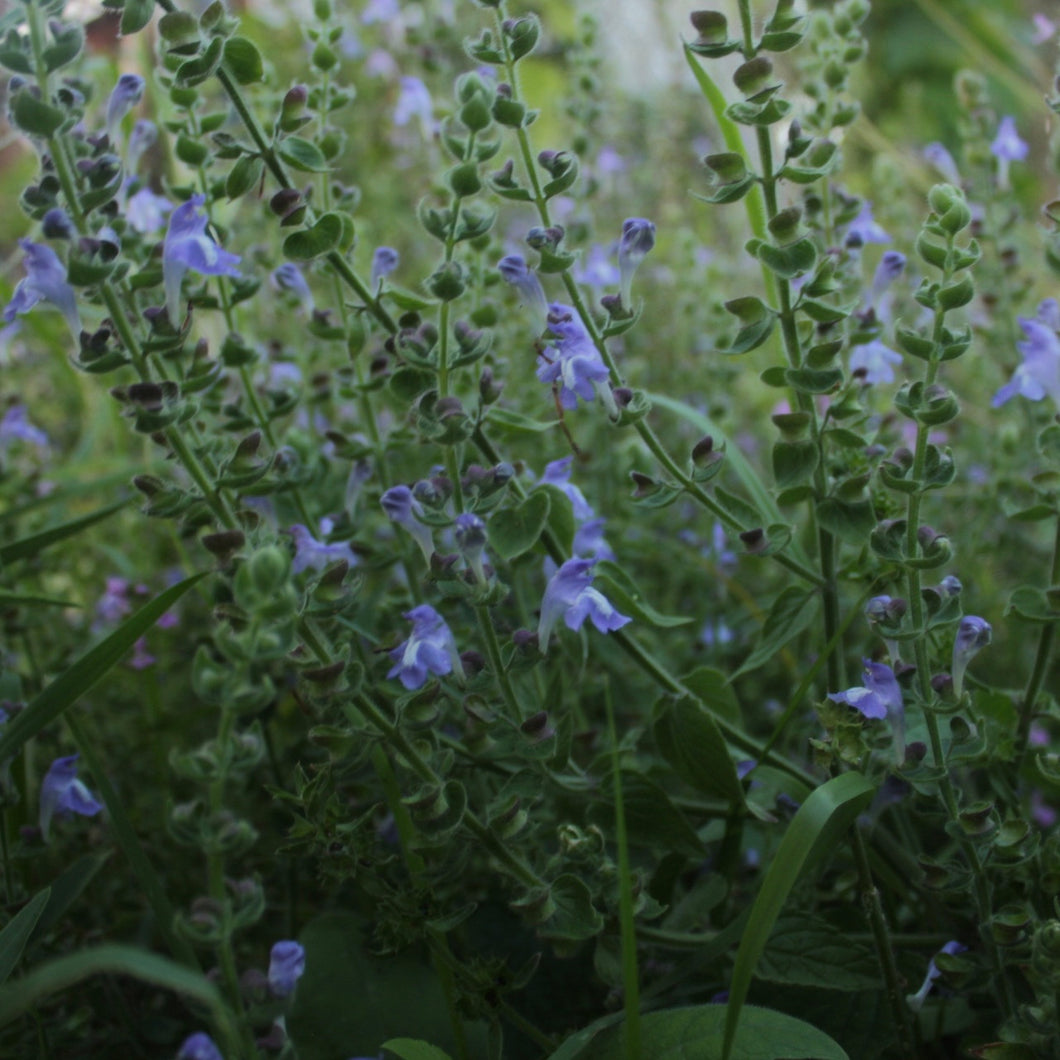 Scutellaria Ovata, Heart leaf Skullcap