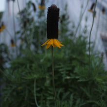 Load image into Gallery viewer, Ratibida Peduncularis, Naked Mexican Hat
