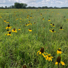 Load image into Gallery viewer, Rudbeckia Texana, Texas Coneflower
