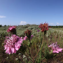 Load image into Gallery viewer, Palafoxia Hookeriana, Sand Palafox
