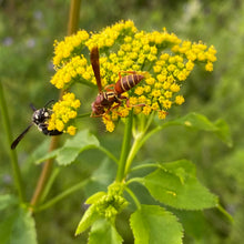 Load image into Gallery viewer, Zizia Aurea, Golden Alexander
