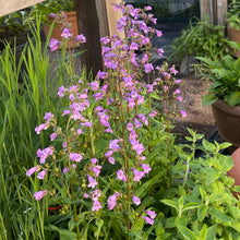 Load image into Gallery viewer, Penstemon Tenuis, Gulf Coast Penstemon

