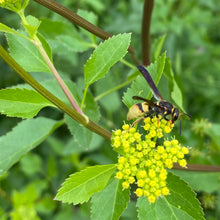 Load image into Gallery viewer, Zizia Aurea, Golden Alexander
