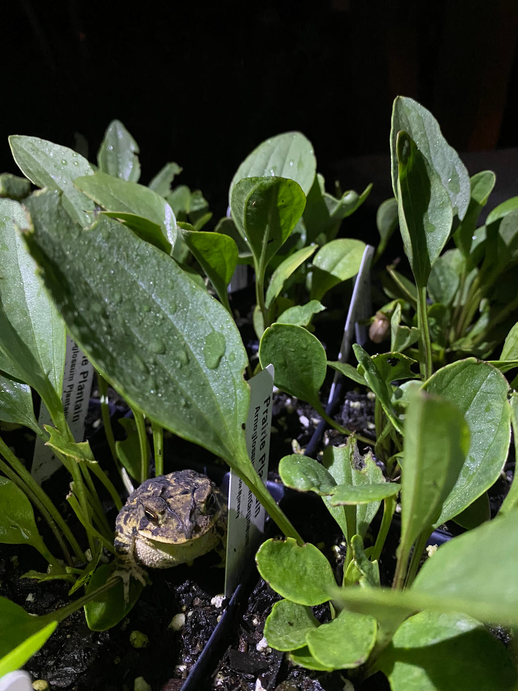 Arnoglossum Plantagineum, Prairie Plantain