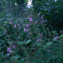 Load image into Gallery viewer, Stachys Drumondii, Pink Mint
