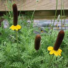 Load image into Gallery viewer, Ratibida Peduncularis, Naked Mexican Hat
