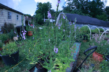 Load image into Gallery viewer, Verbena Xutha, Gulf Vervain
