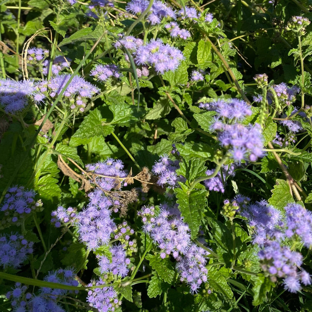 Conoclinium Coelestinum, Blue Mist Flower