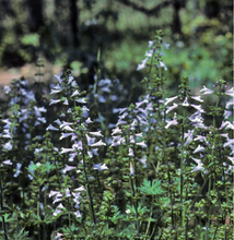 Load image into Gallery viewer, Salvia Lyrata, Lyre Leaf Sage
