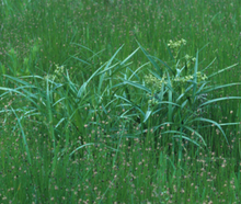 Load image into Gallery viewer, Carex crus-corvi, Ravens Foot Sedge
