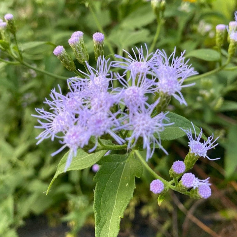 Chromalaena Odorata, Fragrant Mist Flower – Next Door Nursery