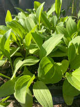 Load image into Gallery viewer, Rudbeckia Grandiflora, Rough Coneflower
