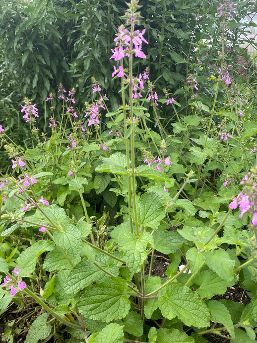 Stachys Drumondii, Drummonds Hedgenettle, Pink Mint 