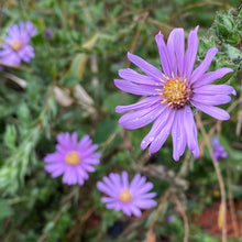 Load image into Gallery viewer, Symphyotrichum Pratense, Silky Barrens Aster
