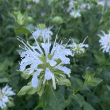 Load image into Gallery viewer, Monarda Lindheimerii, Lindheimer’s Bee Balm
