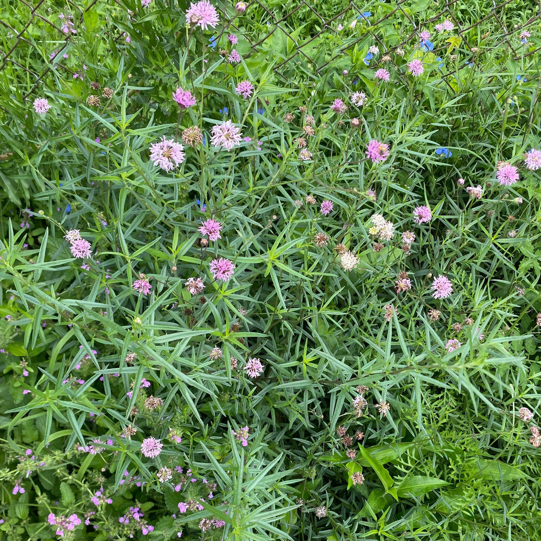 Palafoxia Rosea, Rosy Palafox