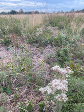 Load image into Gallery viewer, Eupatorium Hyssopifolium, Hyssop-leaf Boneset
