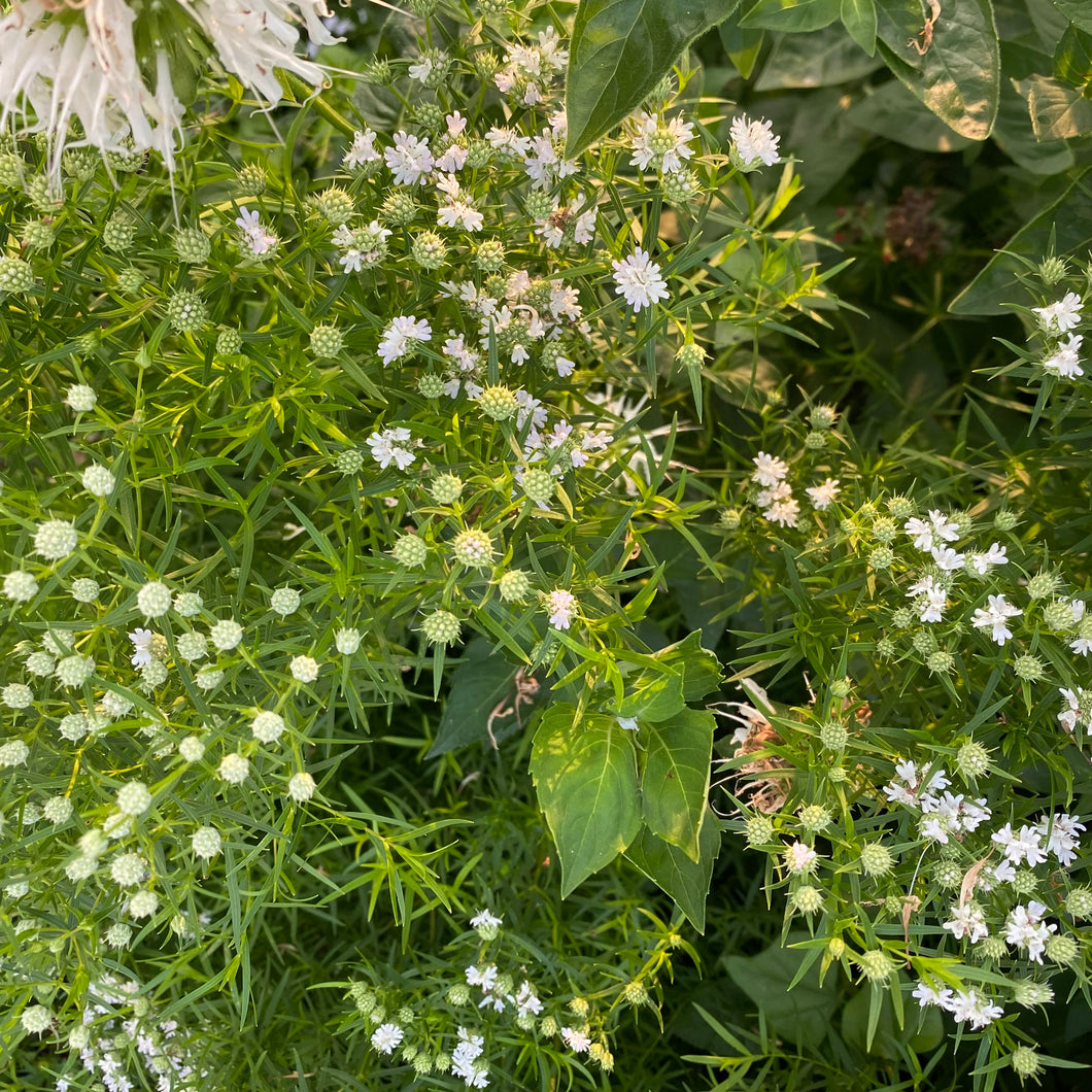 Pycnanthemum Tenuifolium, Narrow Leaf Mountain Mint