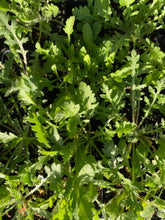 Load image into Gallery viewer, Ratibida Peduncularis, Naked Mexican Hat
