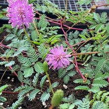 Load and play video in Gallery viewer, Mimosa Strigillosa, Sensitive Plant
