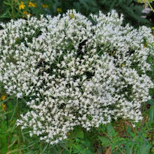 Load image into Gallery viewer, Eupatorium Hyssopifolium, Hyssop-leaf Boneset
