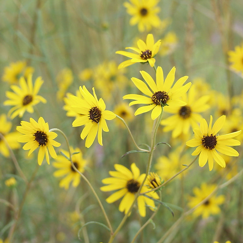 Helianthus Angustifolius, Swamp Sunflower