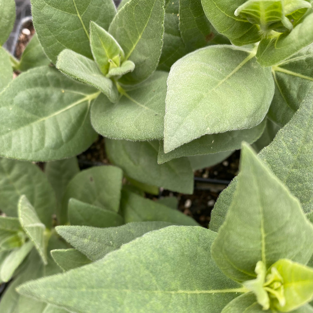 Helianthus Mollis, Ashy Sunflower