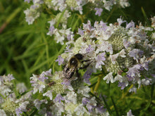 Load image into Gallery viewer, Pycnanthemum Tenuifolium, Narrow Leaf Mountain Mint
