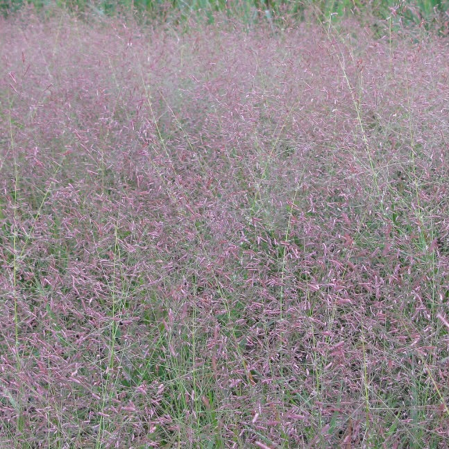 Eragrostis Spectabilis - Purple Love Grass