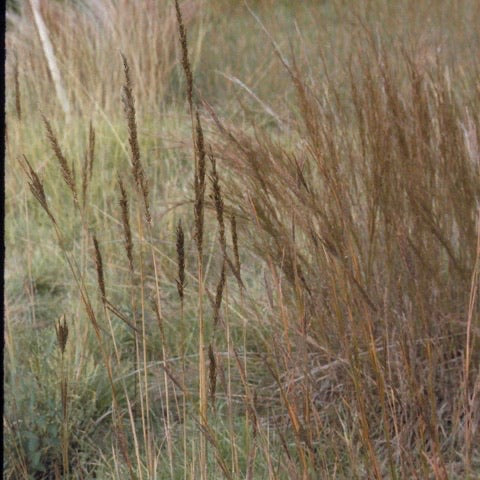 Sorghastrum Nutans, Yellow Indiangrass