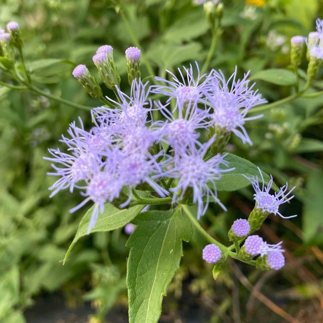 Chromalaena Odorata, Fragrant Mist Flower
