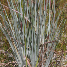 Load image into Gallery viewer, Andropogon Capillipes - Chalky Bluestem
