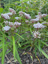 Load image into Gallery viewer, Asclepias Perennis, Aquatic Milkweed
