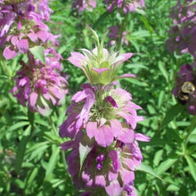 Load image into Gallery viewer, Monarda Citriodora, Bee balm
