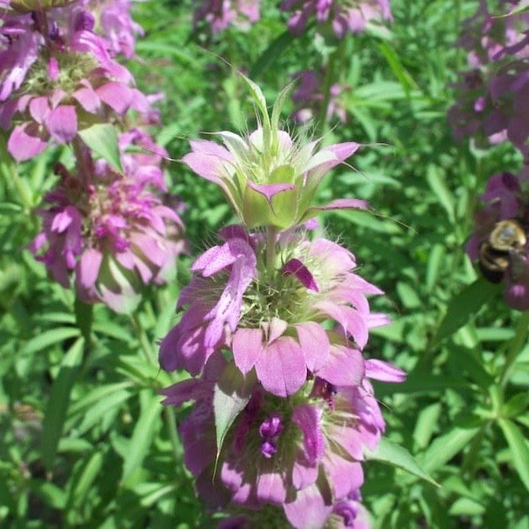 Monarda Citriodora, Bee balm