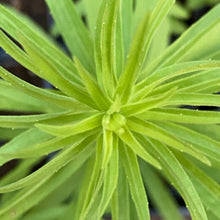 Load image into Gallery viewer, Solidago Tortifolia, Twistleaf Goldenrod
