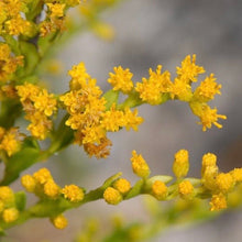 Load image into Gallery viewer, Solidago Sempervirens, Seaside Goldenrod
