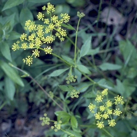 Zizia Aurea, Golden Alexander