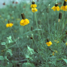 Load image into Gallery viewer, Ratibida Peduncularis, Naked Mexican Hat
