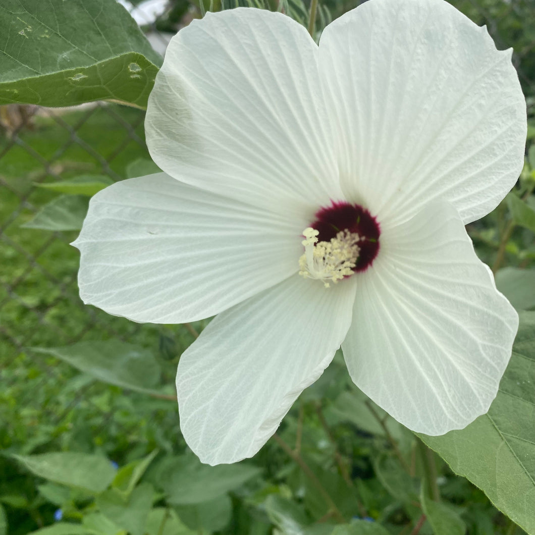 Hibiscus Lasiocarpus, Wooly Rose Mallow