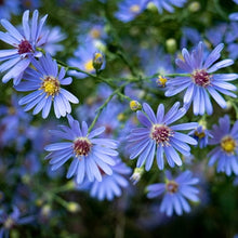 Load image into Gallery viewer, Symphyotrichum Patens, Late Purple Aster
